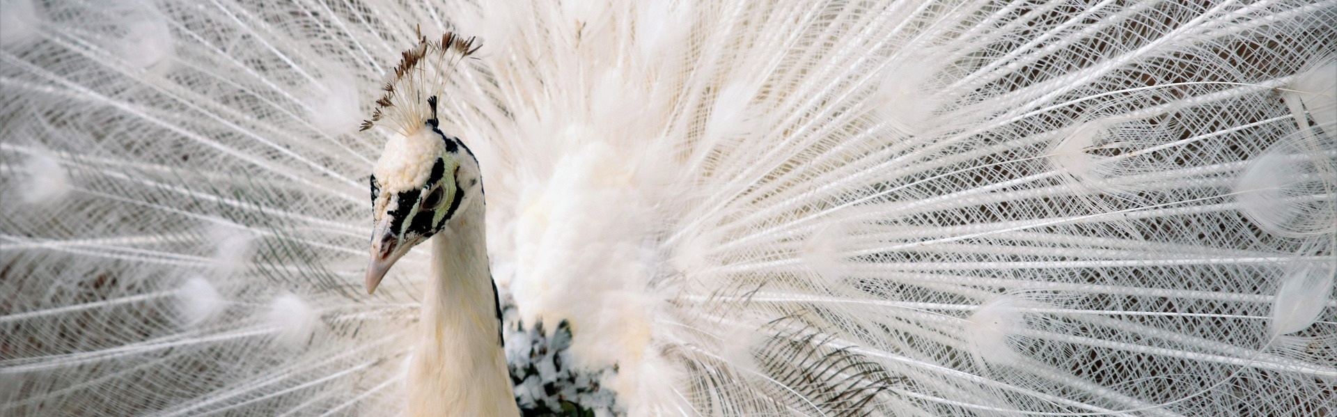 創造性・お金・つながり 覚醒プログラム（オンライン・全3回）